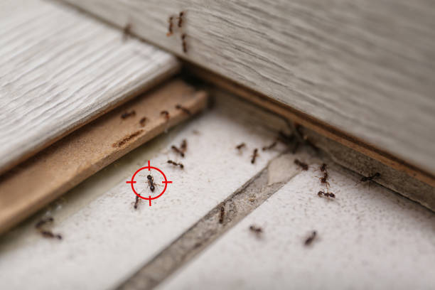 Spider Control Near Me in Hartford, IL
