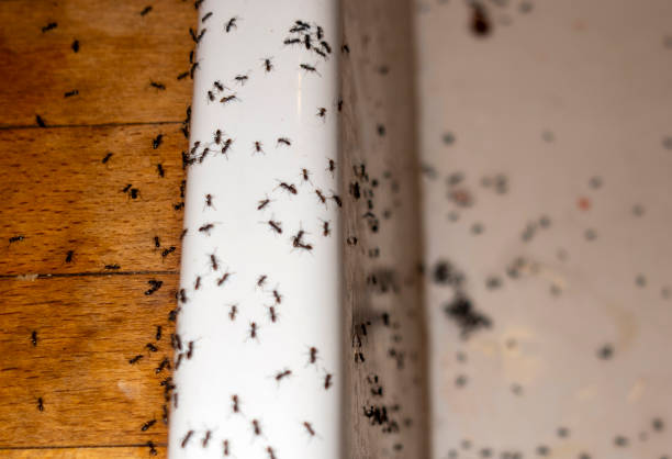 Professional Pest Control in Hartford, IL